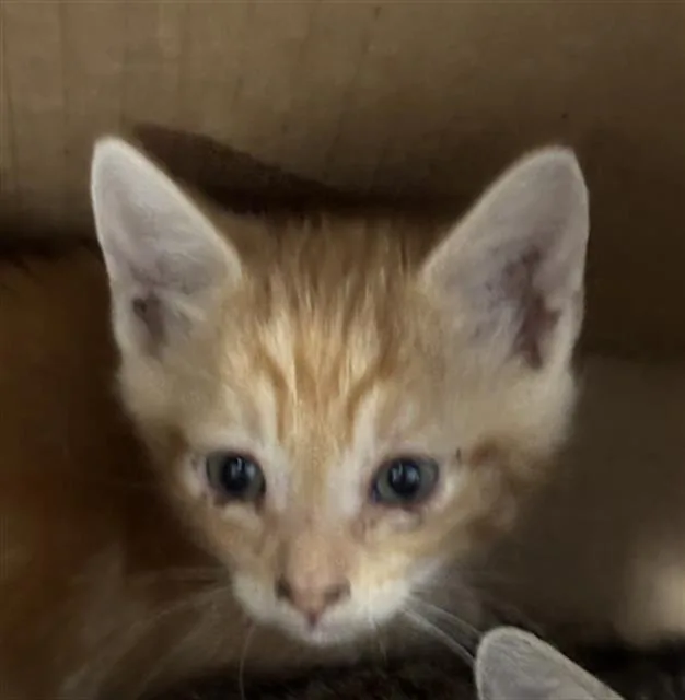 A baby medium-sized male Domestic Short Hair cat named Phoenix for adoption in Dallas, TX