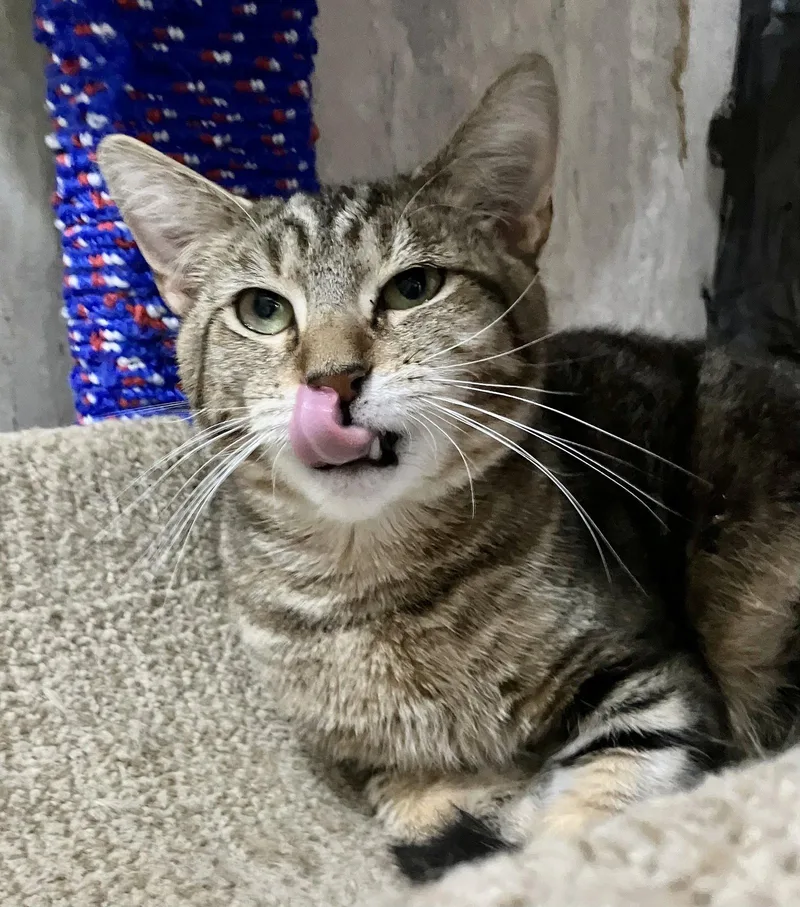 A baby medium-sized male Domestic Short Hair cat named Darrel for adoption in Dublin, OH