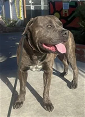 An adult large-sized male Mastiff dog named Artie for adoption in Gardena, CA