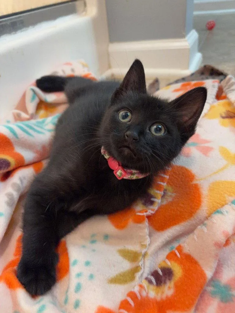 A young medium-sized female Black Domestic Short Hair cat named Otter for adoption in Garner, NC