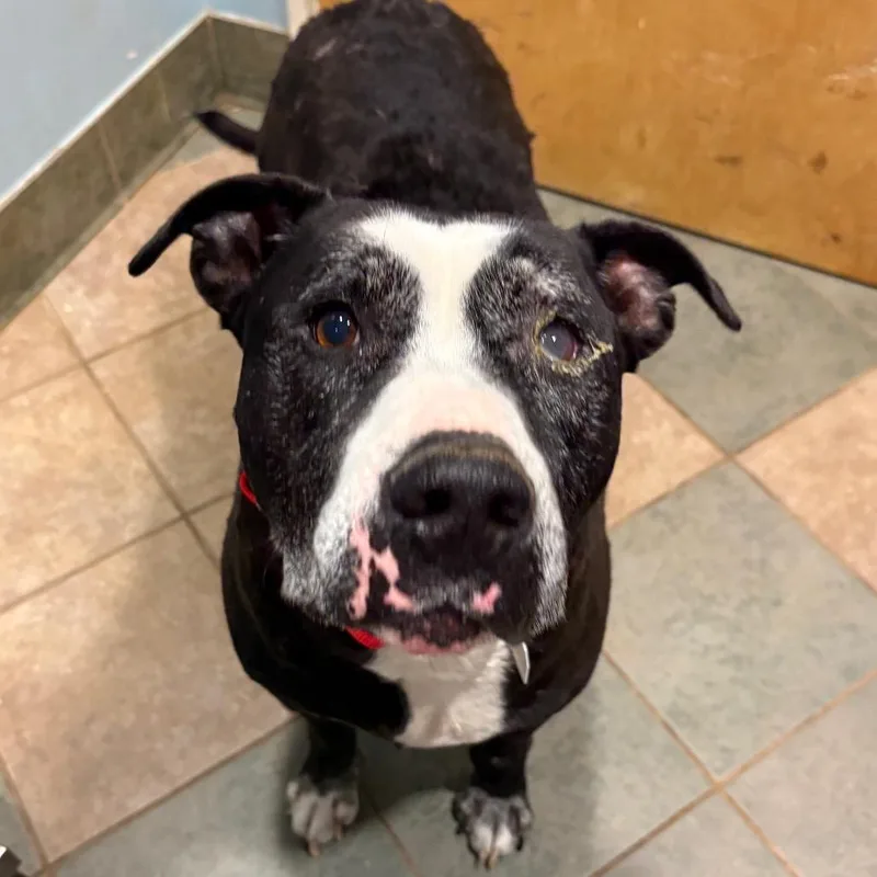 A senior large-sized male Black Mixed Breed dog named Cash for adoption in Chattanooga, TN