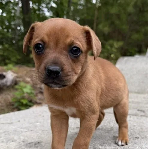 Baby Willow