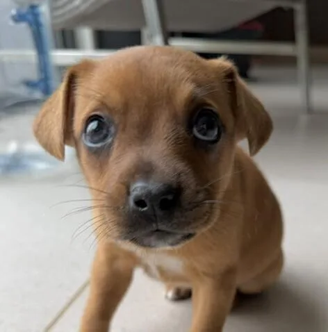 Baby Willow thumbnail 2