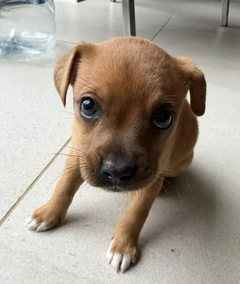 Baby Willow thumbnail 4