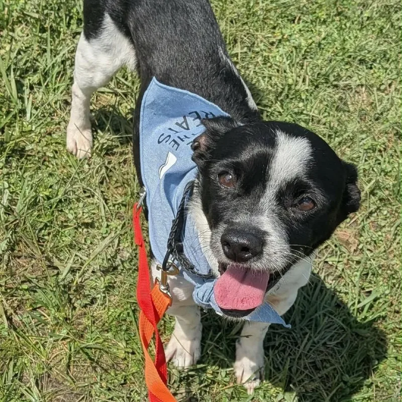 An adult small-sized male Black Chihuahua dog named Whit for adoption in Farmersville, OH