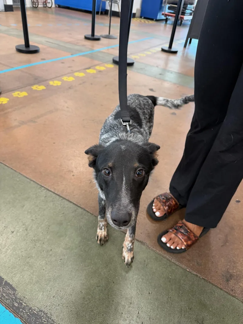 A young medium-sized male Australian Cattle Dog / Blue Heeler dog named Sherlock for adoption in Van Nuys, CA