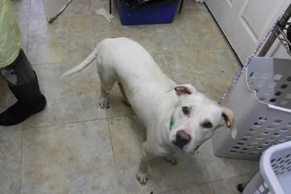 An adult medium-sized female Labrador Retriever dog named Eska for adoption in Picayune, MS