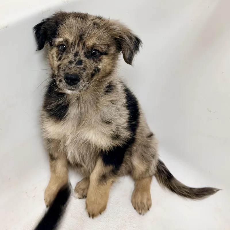 A baby medium-sized male Australian Cattle Dog / Blue Heeler dog named Newman for adoption in Chicago, IL