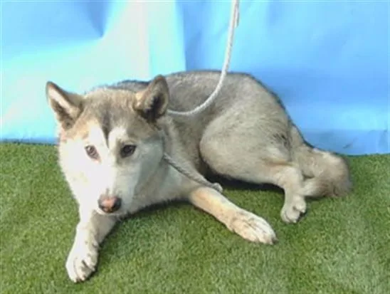 A young medium-sized male Siberian Husky dog named A for adoption in Gardena, CA