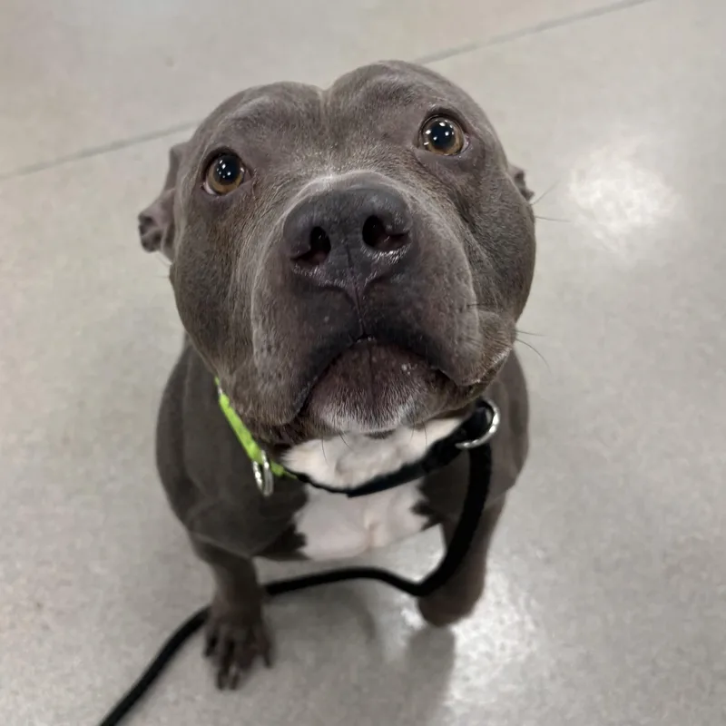An adult medium-sized male Gray / Blue / Silver Pit Bull Terrier dog named Hercules for adoption in Eatontown, NJ
