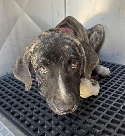 A young medium-sized male Brindle Mixed Breed dog named Mateo for adoption in Nashville, TN