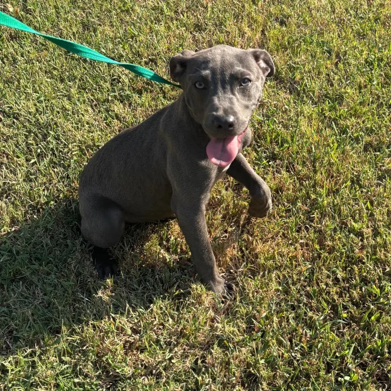 A baby small-sized female Mixed Breed dog named Duckie for adoption in Memphis, TN