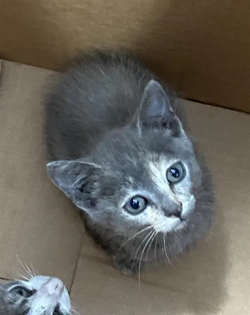 A baby medium-sized female Domestic Short Hair cat named Lila for adoption in Dallas, TX