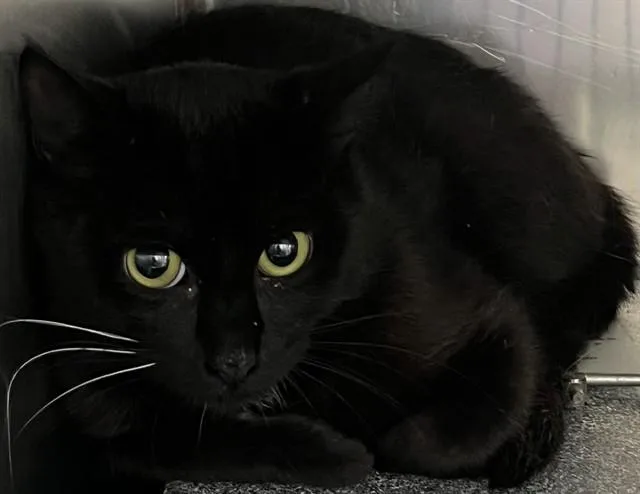An adult small-sized male Domestic Short Hair cat named Soy for adoption in Upper Marlboro, MD