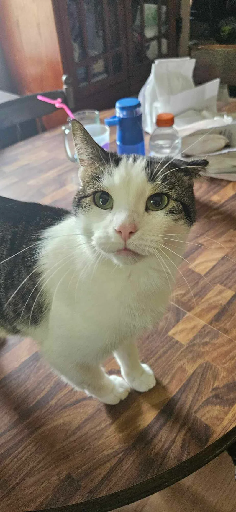 An adult medium-sized male Tabby (Brown / Chocolate) Domestic Short Hair cat named Moses for adoption in Owatonna, MN
