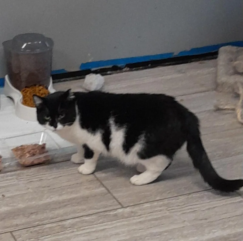 An adult medium-sized female Domestic Short Hair cat named Wilma for adoption in Brighton, MI