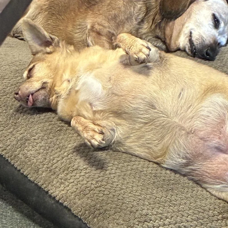 A senior small-sized female Yellow / Tan / Blond / Fawn Dachshund dog named Leia for adoption in Apple Valley, CA