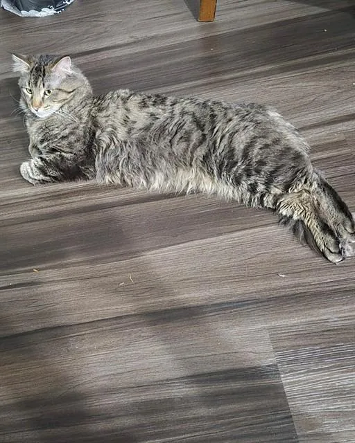 A young large-sized male Domestic Medium Hair cat named Russet Potato for adoption in Aurora, CO