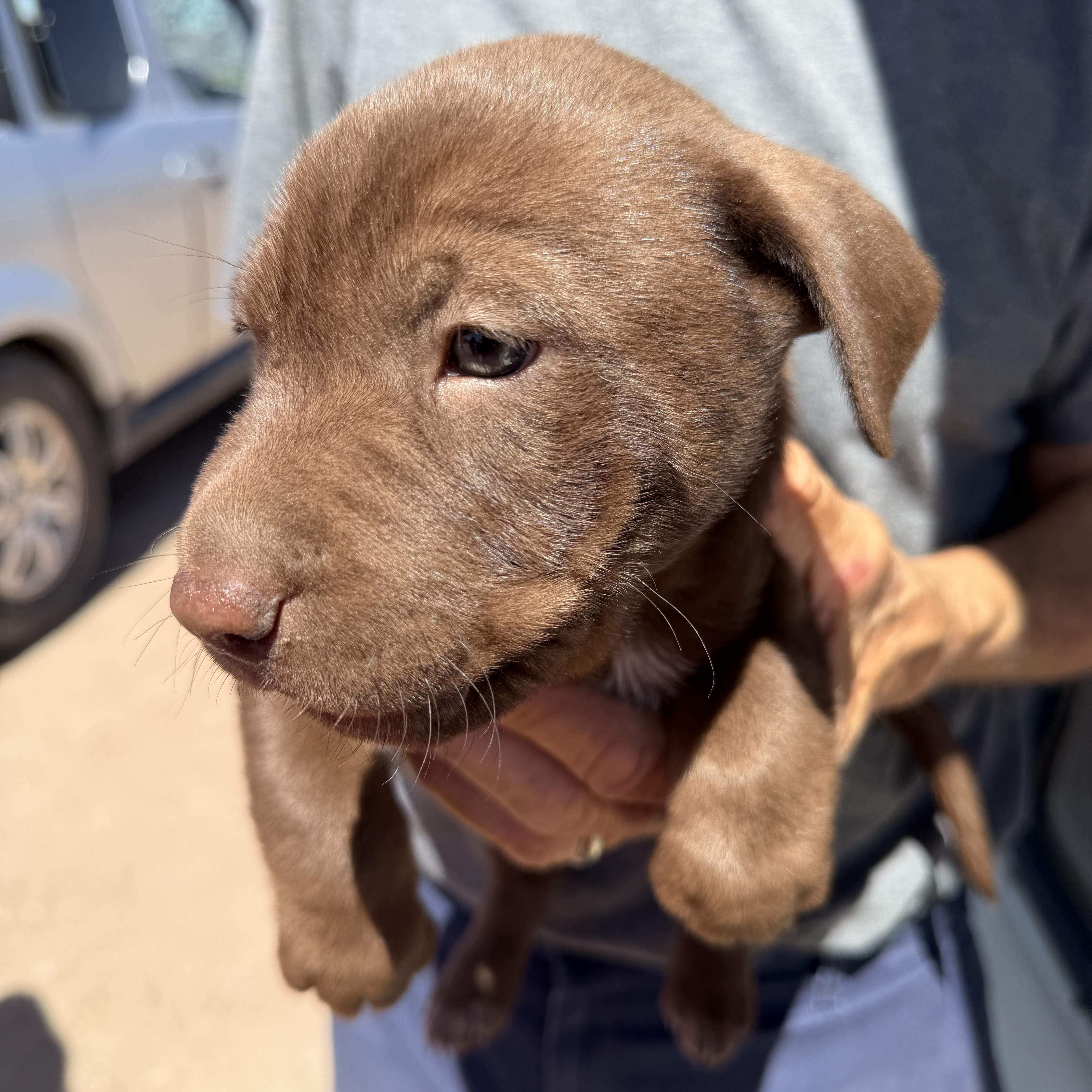 A baby medium-sized male Brown / Chocolate Labrador Retriever dog named Pluto for adoption in Deming, NM