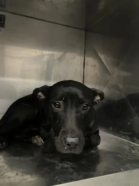 A young medium-sized female Mixed Breed dog named Van for adoption in Dallas, TX