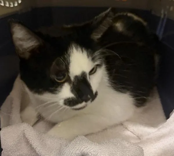An adult medium-sized female Domestic Short Hair cat named Sushi for adoption in Escondido, CA