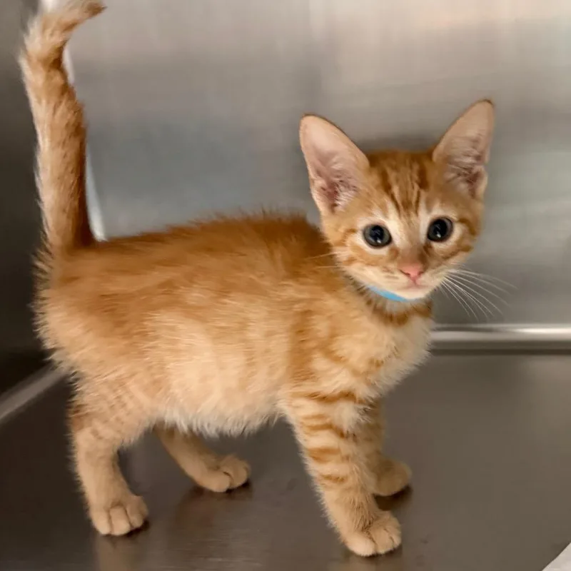 A baby small-sized female Orange / Red Domestic Short Hair cat named Glory for adoption in Blairsville, GA