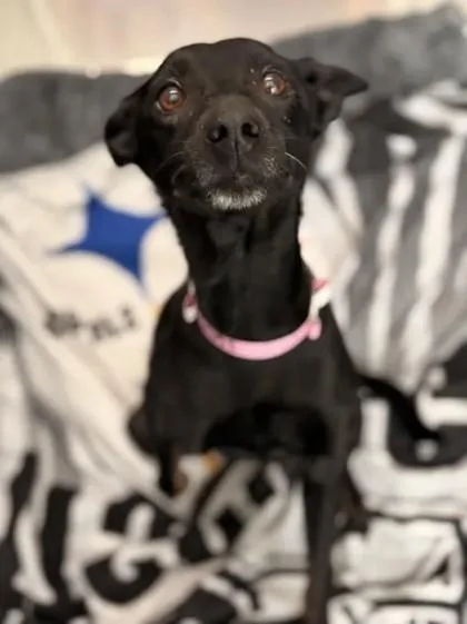 An adult small-sized female Mixed Breed dog named Toothpick for adoption in Memphis, TN