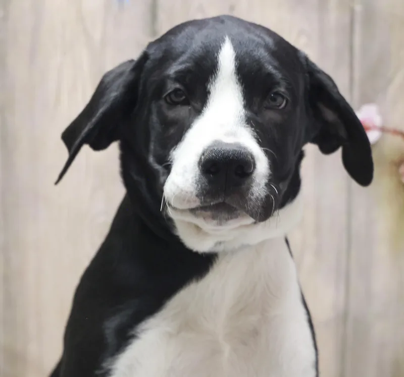 A young medium-sized female White / Cream Hound dog named Venus for adoption in Casa Grande, AZ