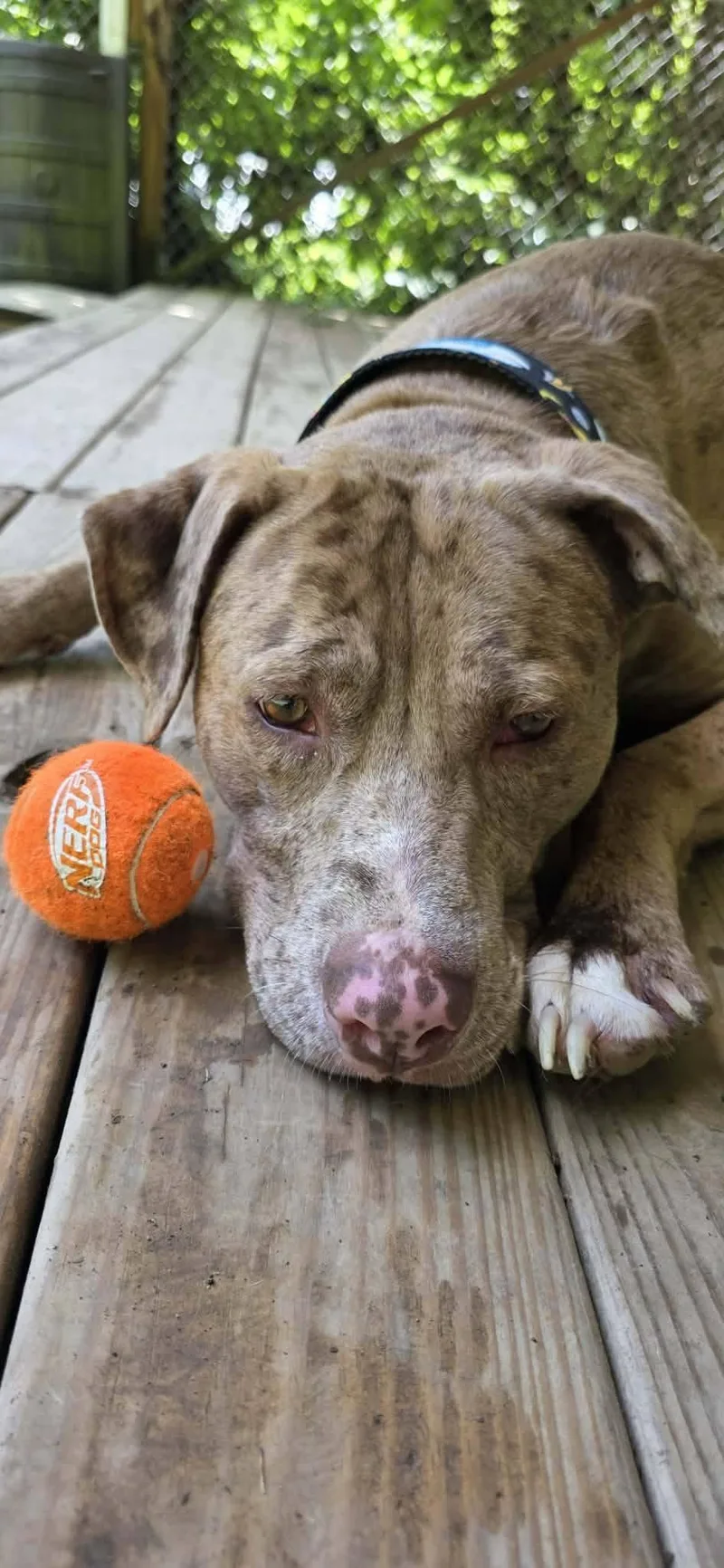An adult large-sized male Catahoula Leopard Dog dog named Gunther for adoption in Huntingdon, PA