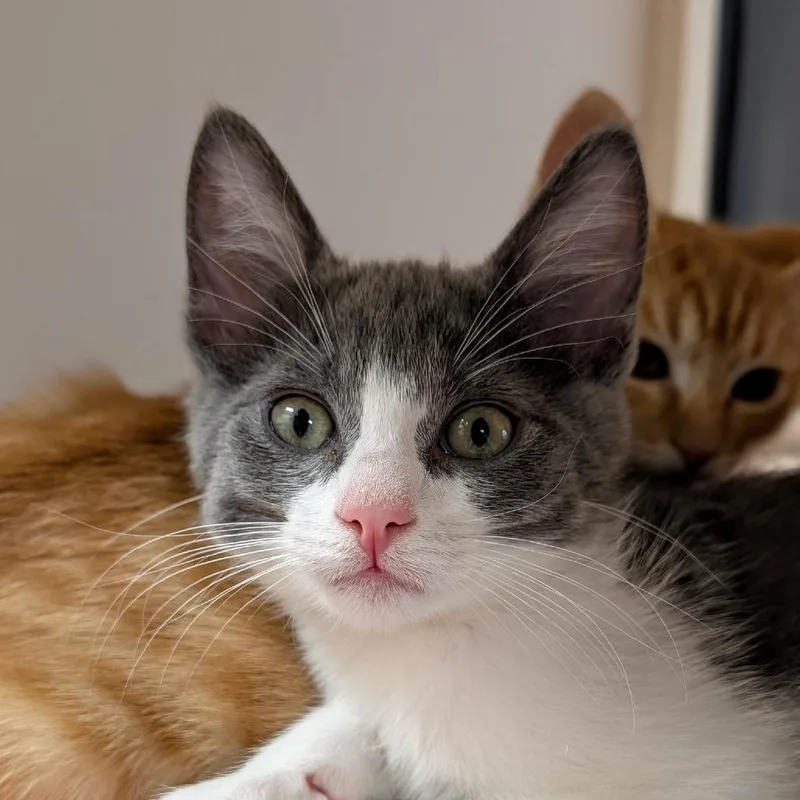 A baby small-sized male Gray / Blue / Silver Domestic Short Hair cat named Billy for adoption in Pleasanton, CA