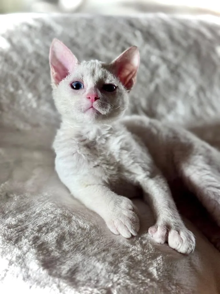 A baby small-sized male Extra-Toes Cat / Hemingway Polydactyl cat named Tofu for adoption in Stillwater, OK