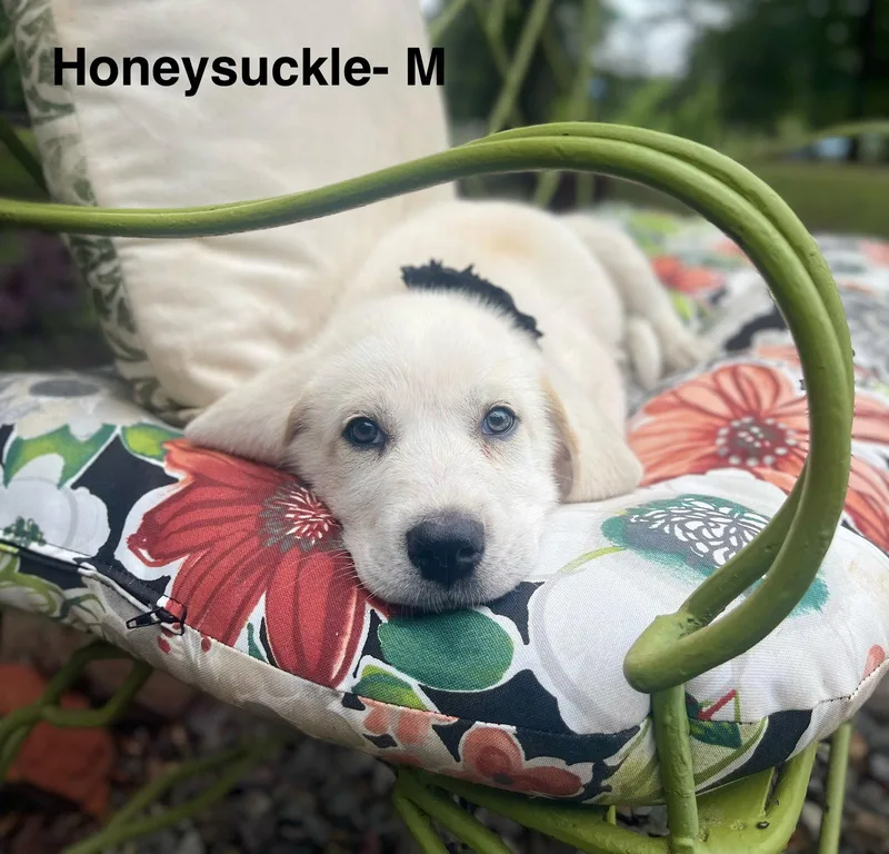 A baby large-sized male Labrador Retriever dog named A Honeysuckle Lonestar for adoption in Rockaway, NJ