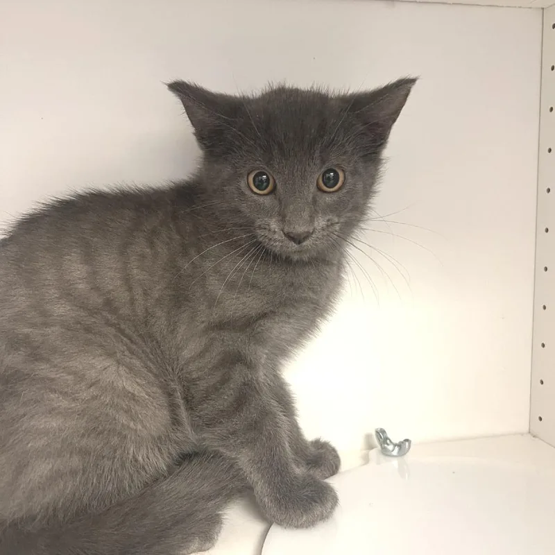 A baby small-sized male Gray / Blue / Silver Russian Blue cat named Francis for adoption in Albert Lea, MN