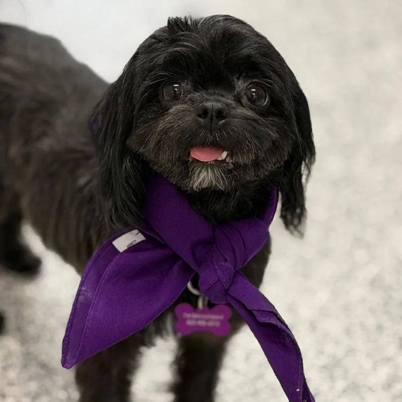 An adult small-sized female Shih Tzu dog named Carlie for adoption in Phoenix, AZ
