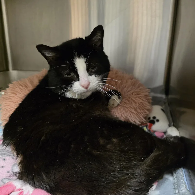 An adult medium-sized male Black & White / Tuxedo Domestic Short Hair cat named Leon for adoption in Renfrew, PA