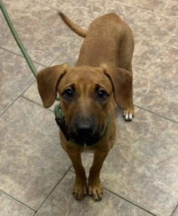 A baby medium-sized female Black Mouth Cur dog named Karen for adoption in Littleton, CO