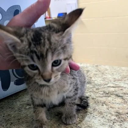 A baby small-sized female Domestic Short Hair cat named Monica for adoption in Independence, MO