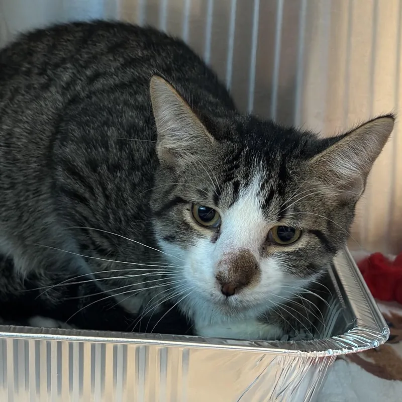 A young small-sized male Brown / Chocolate Domestic Short Hair cat named Aurora for adoption in Matteson, IL