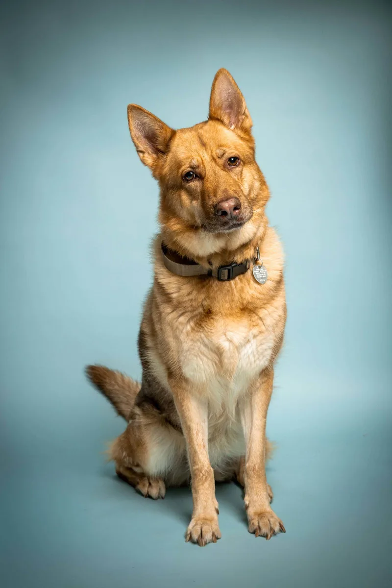 A senior large-sized female German Shepherd Dog dog named Peseat for adoption in Richardson, TX