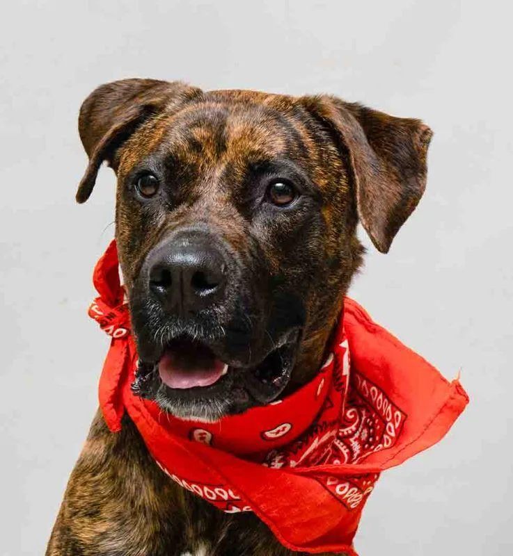 A young medium-sized female Brindle Terrier dog named Fiadh for adoption in Sanford, FL