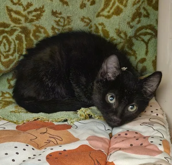 A baby small-sized male Domestic Short Hair cat named Goofy for adoption in Oakland, CA