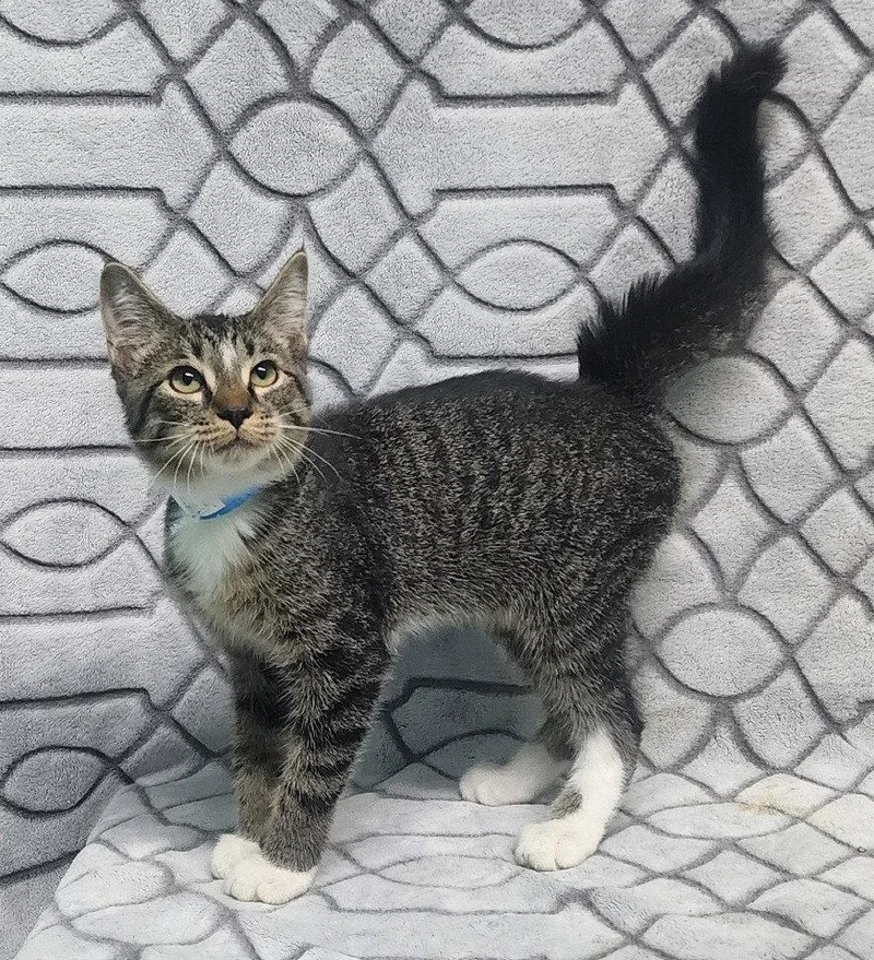 A young medium-sized male Domestic Short Hair cat named Pixel for adoption in Wetumpka, AL