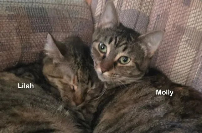 Molly thumbnail 4