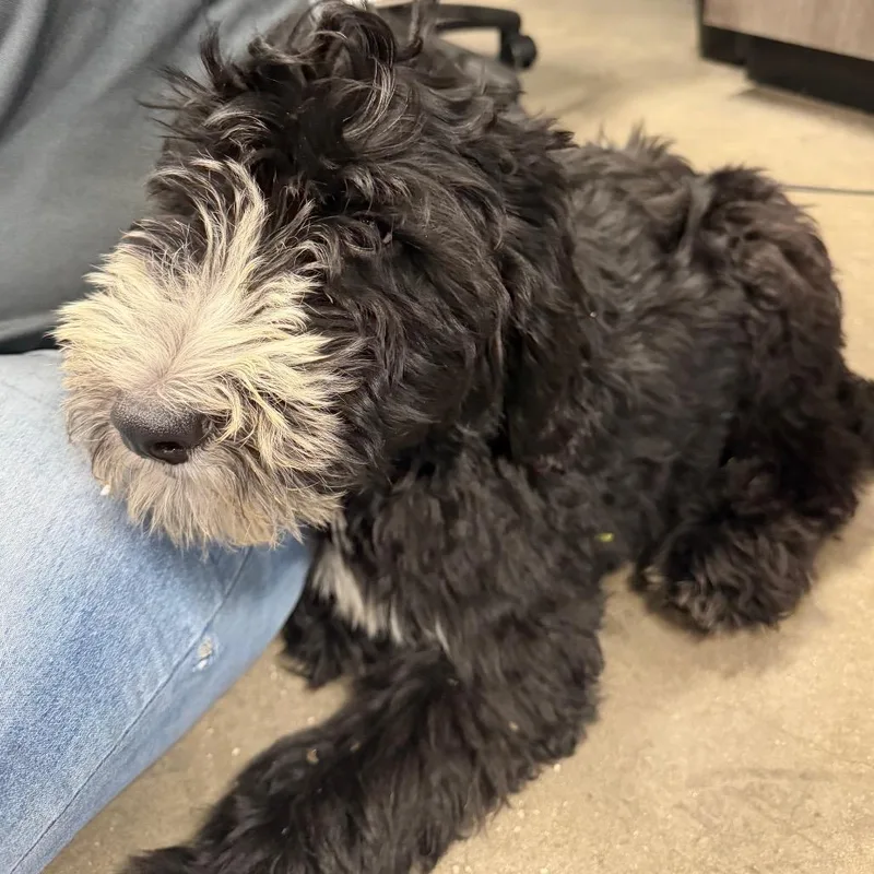 A baby small-sized male Yellow / Tan / Blond / Fawn Poodle dog named Panda for adoption in Tampa, FL