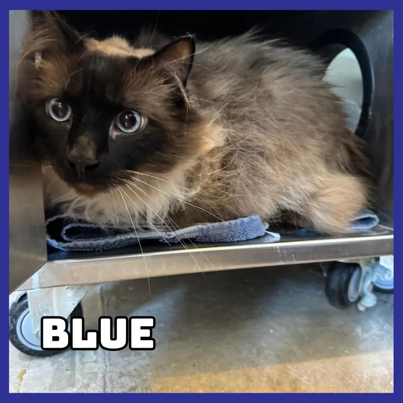 An adult extra large-sized male Brown / Chocolate Siamese cat named Blue for adoption in Glenwood, MN