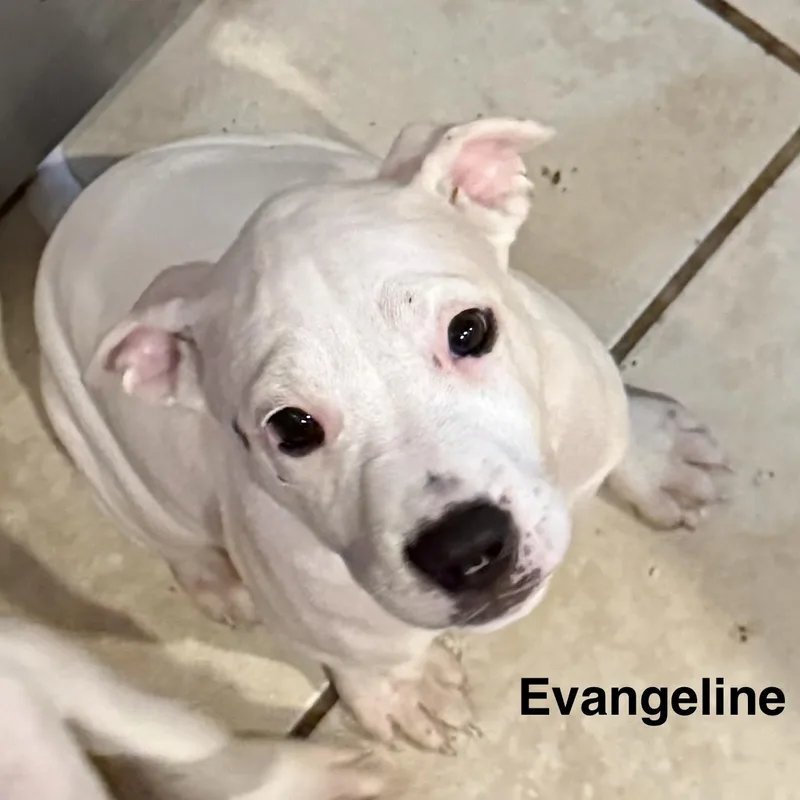 Evangeline