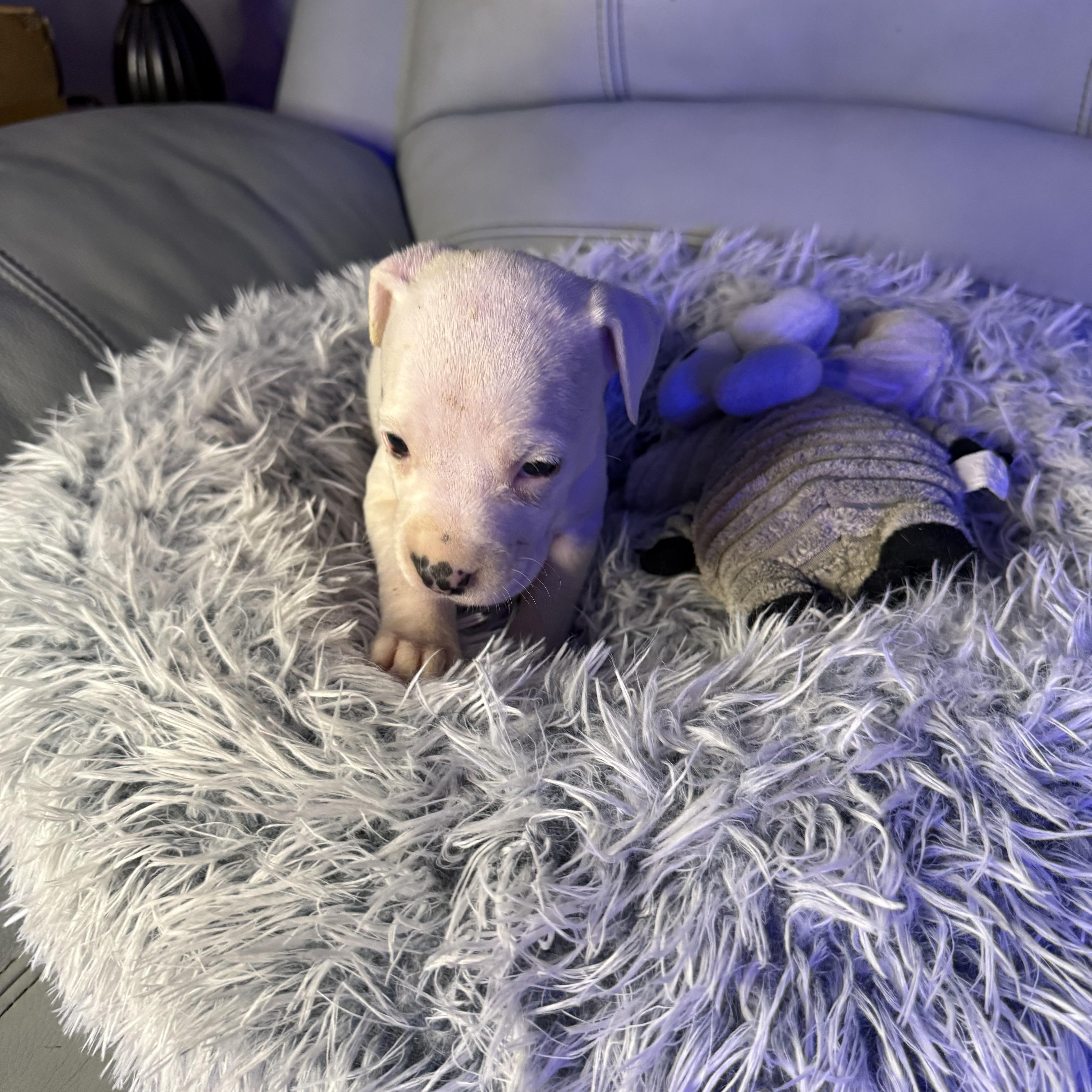 Evangeline thumbnail 2