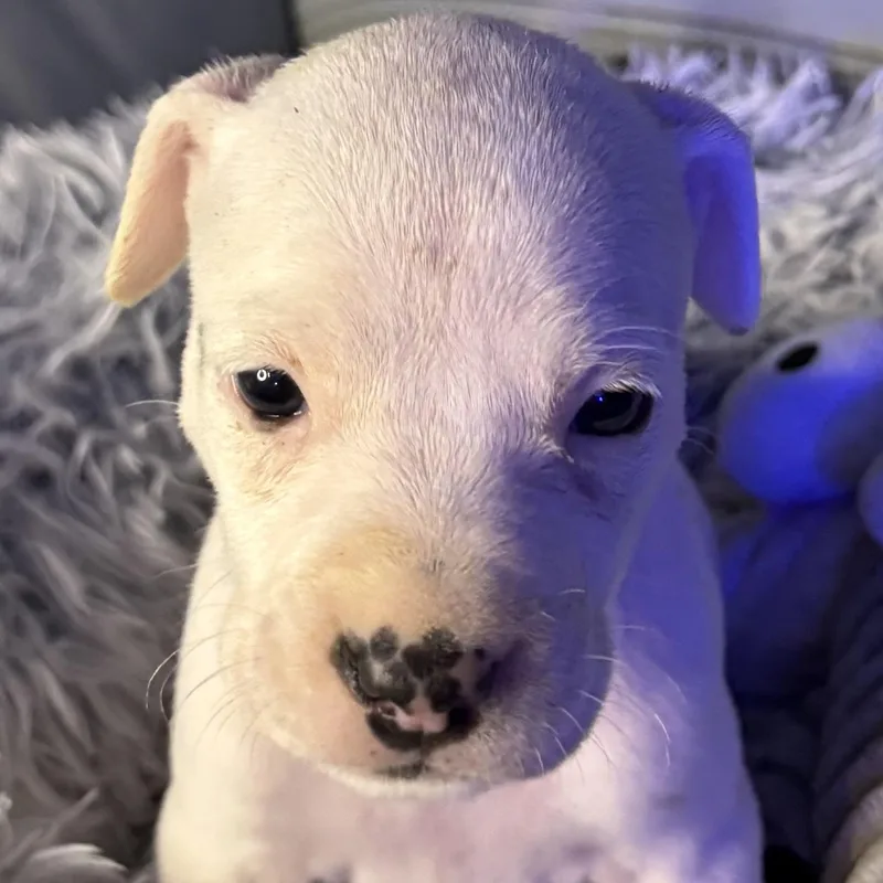 Evangeline thumbnail 3