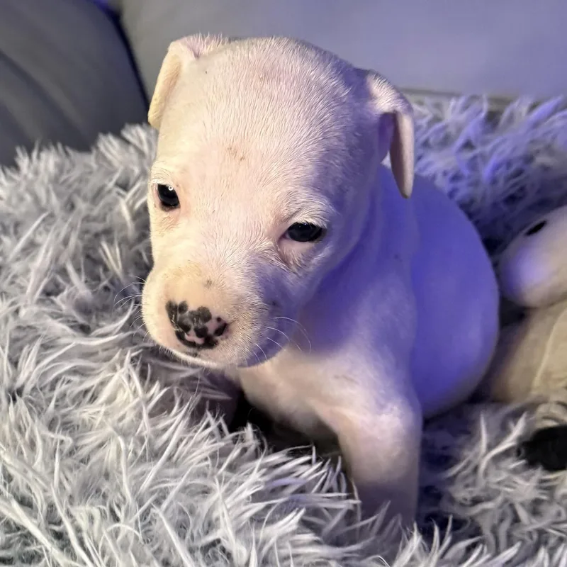 Evangeline thumbnail 4