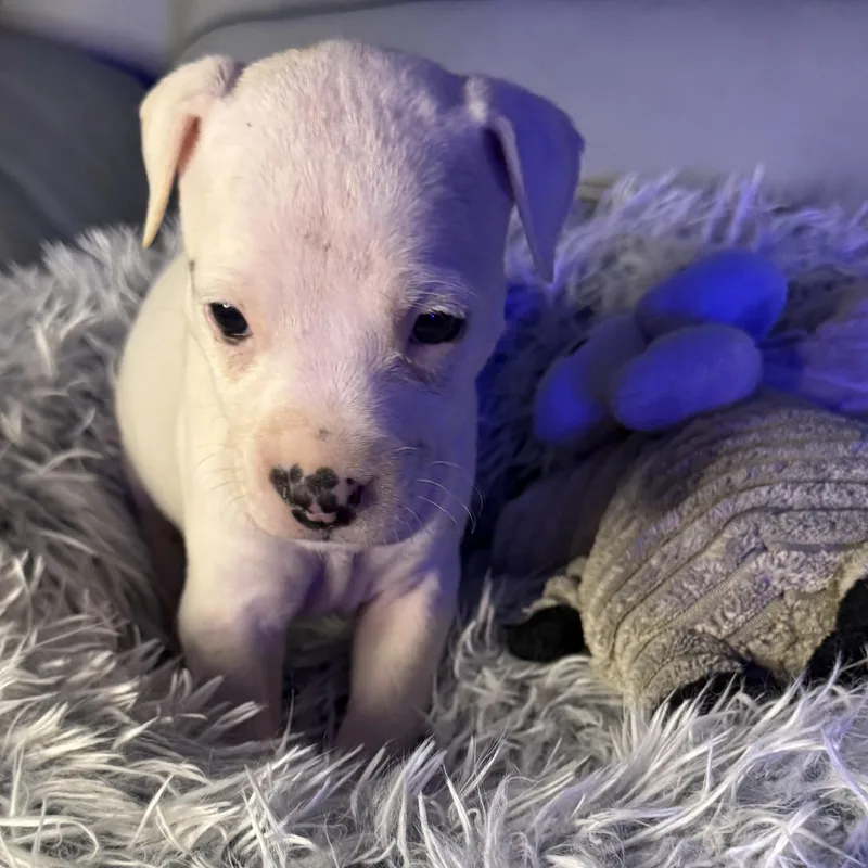 Evangeline thumbnail 6